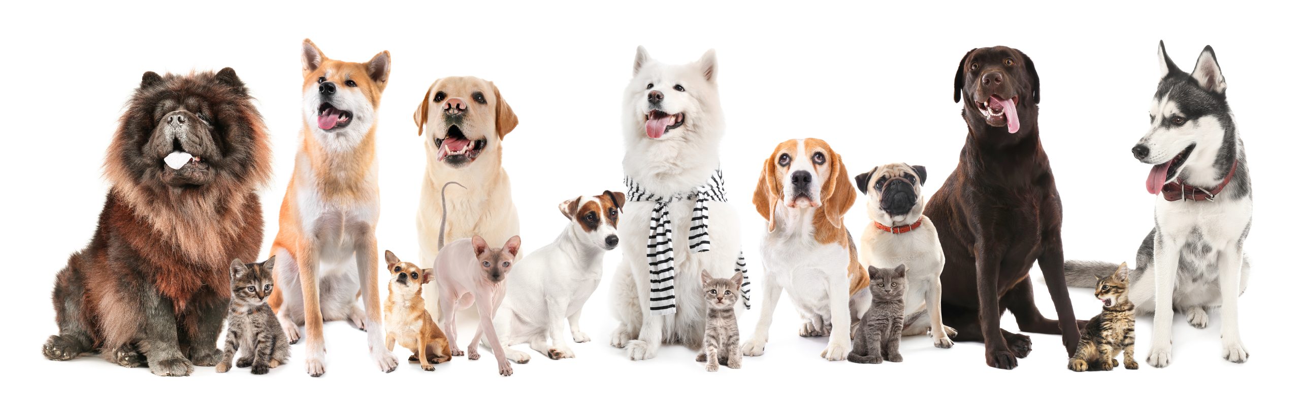 Set of different dogs and cats on white background
