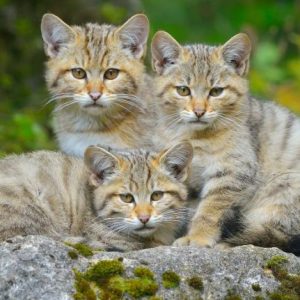 Gato
