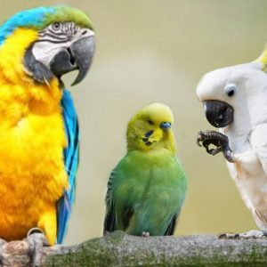 Aves