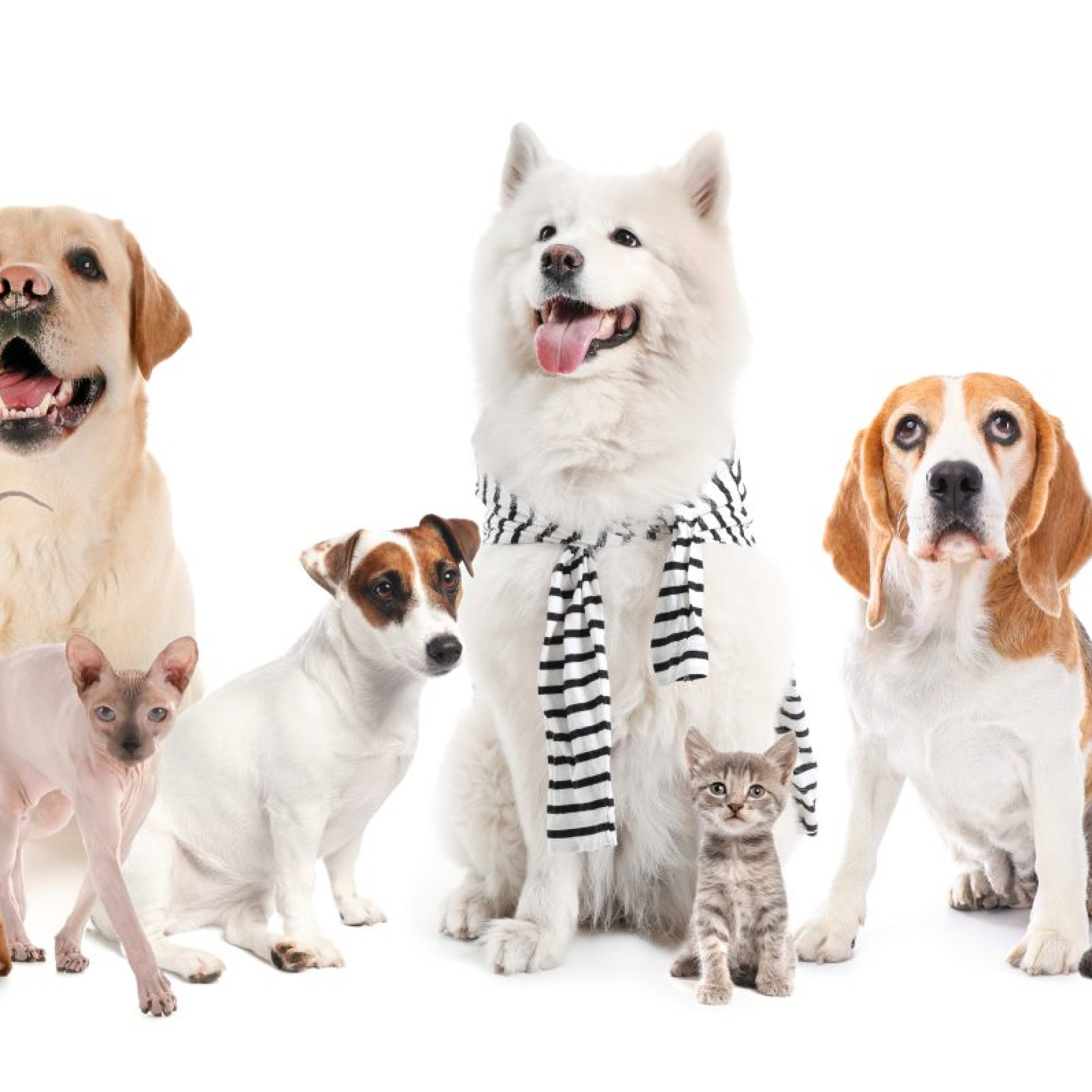 Set of different dogs and cats on white background